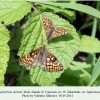 euphydryas aurinia zelenchuk male female 1